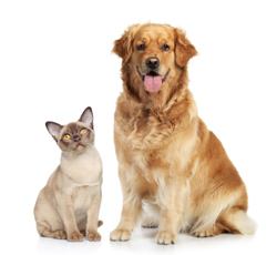 pet shipping service