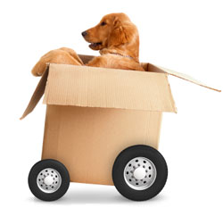 Pet Shipping